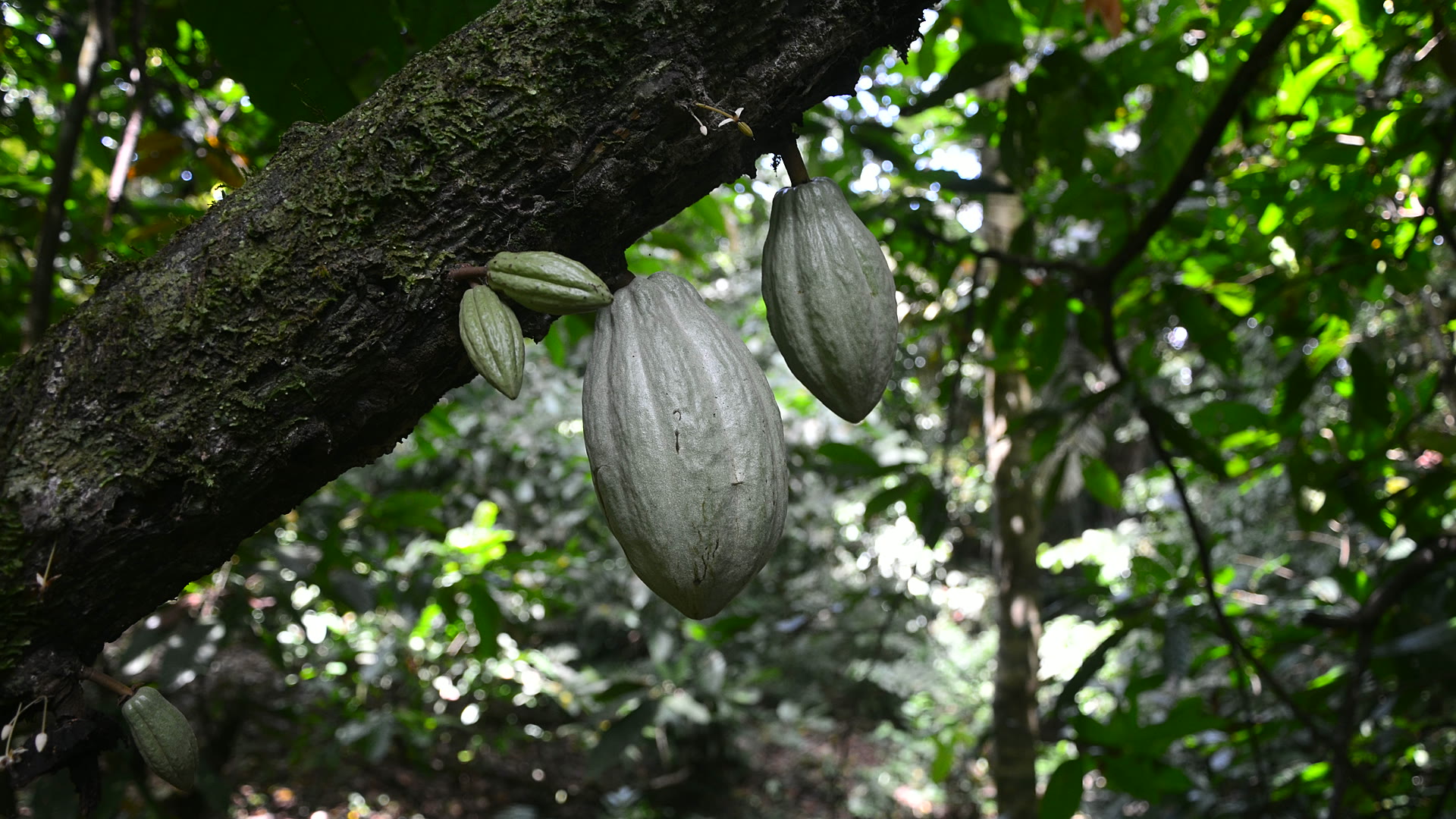 Historia del paraíso del café y el banano