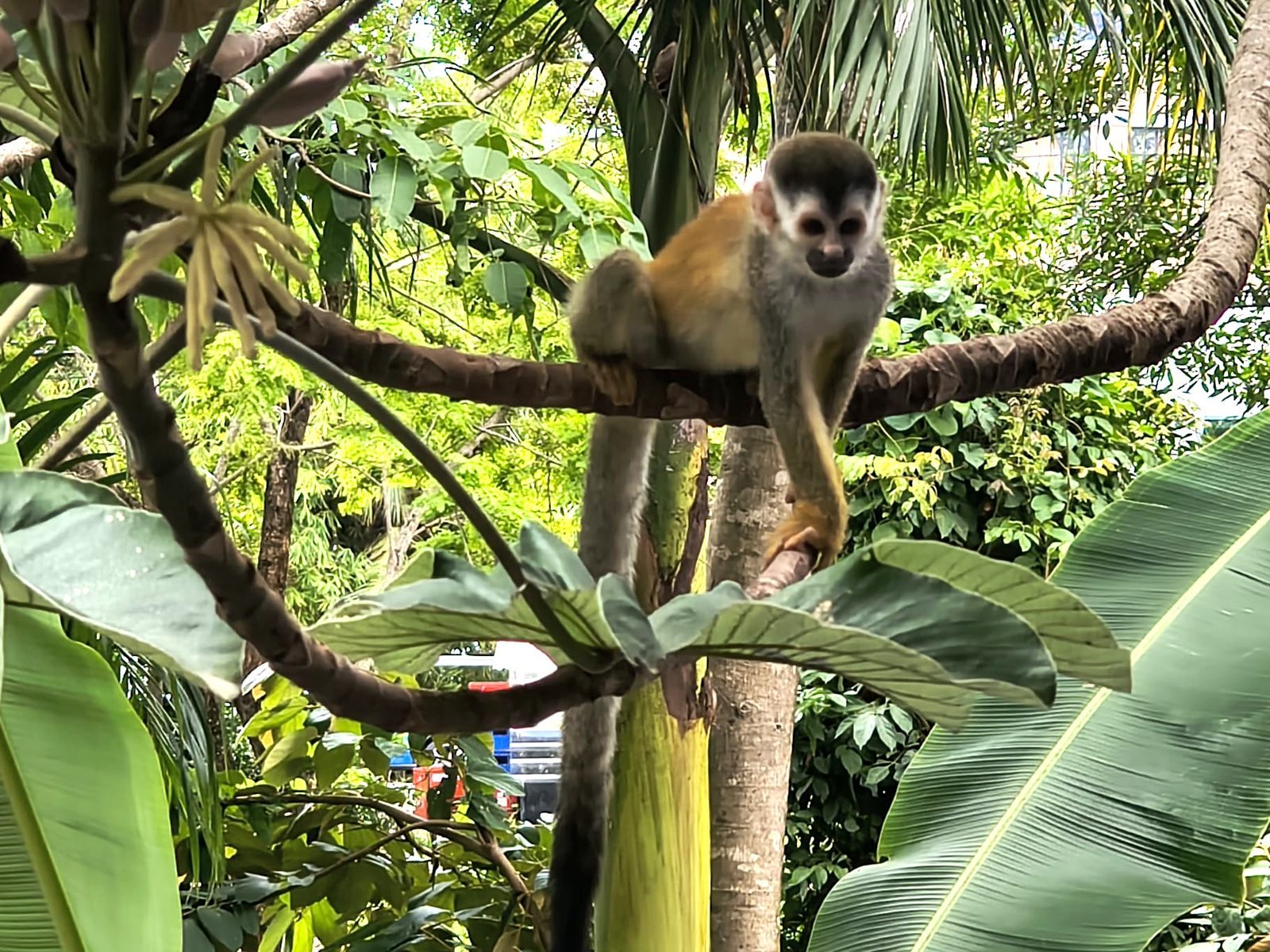 Mono tití en la selva de Costa Rica