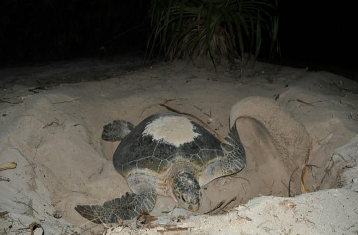 Mořské želvy Tortuguero